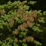 Abies fraseri