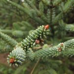 Abies pinsapo