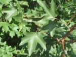 Acer campestre – Bild 2