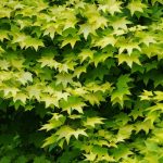 Acer cappadocicum 'Aureum'
