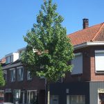 Acer freemanii 'Celzam'