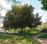 Aesculus carnea 'Briotii' – Bild 2