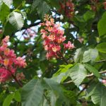 Aesculus carnea 'Briotii'