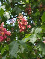 Aesculus carnea 'Briotii'