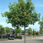Aesculus carnea 'Plantierensis'