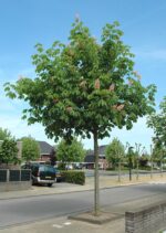 Aesculus carnea 'Plantierensis'