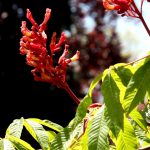 Aesculus pavia 'Atrosanguinea'