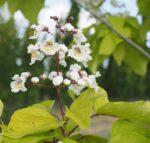 Catalpa bignonioides 'Aurea' - Afbeelding 2