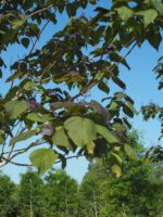 Catalpa erubescens 'Purpurea' - Afbeelding 3