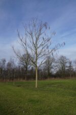 Catalpa erubescens 'Purpurea' - Afbeelding 2