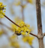 Cornus officinalis 'Robin's Pride' - Afbeelding 4