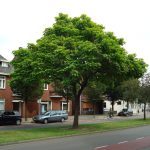 Catalpa bignonioides