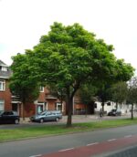 Catalpa bignonioides