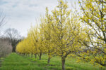 Cornus officinalis 'Robin's Pride'