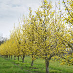 Cornus officinalis 'Robin's Pride'