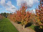 Cornus officinalis 'Robin's Pride' - Afbeelding 2