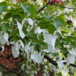 Davidia involucrata