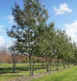 Quercus cerris 'Marvellous' – Bild 5