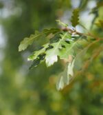 Quercus cerris 'Marvellous' – Bild 2