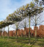Quercus cerris 'Marvellous' – Bild 6
