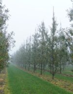 Quercus cerris 'Marvellous' – Bild 3