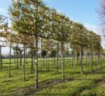 Quercus cerris 'Marvellous' – Bild 4
