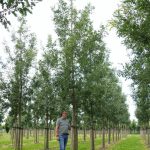 Quercus cerris 'Marvellous'