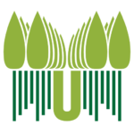 Alnus cordata