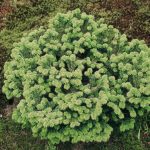 Abies balsamea 'Nana'