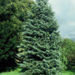 Abies concolor