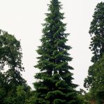 Abies grandis