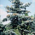 Abies procera 'Glauca'