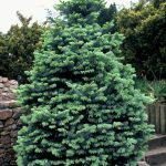 Abies lasiocarpa 'Compacta'