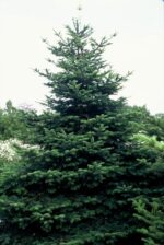 Abies nordmanniana - Image 2