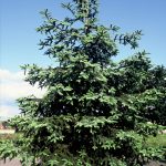 Abies pinsapo 'Glauca'