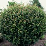 Acer campestre 'Nanum'