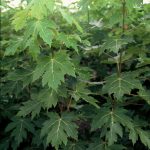 Acer freemanii 'Elegant'
