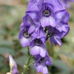 Aconitum napellus