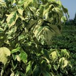 Acer negundo 'Aureomarginatum'