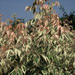 Acer negundo 'Flamingo'