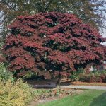 Acer pal. 'Atropurpureum'
