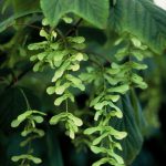 Acer pensylvanicum