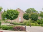 Acer plat. 'Globosum' – Bild 2