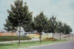 Acer pseud. 'Negenia' – Bild 2