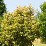 Acer pseud. 'Prinz Handjery'