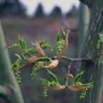 Acer rufinerve