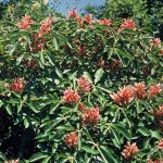 Aesculus carnea