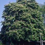 Aesculus flava