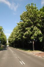 Aesculus hip. 'Baumannii' – Bild 6