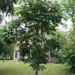 Aesculus indica 'Sydney Pearce'